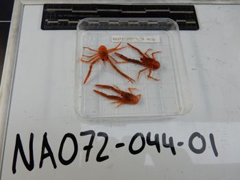 Media type: image;   Invertebrate Zoology 139215